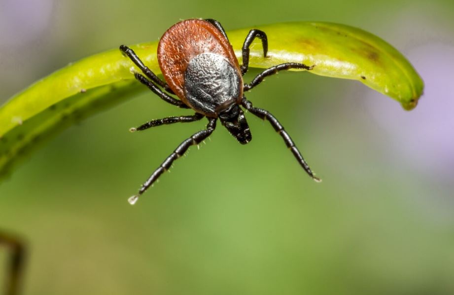 lyme disease in greek